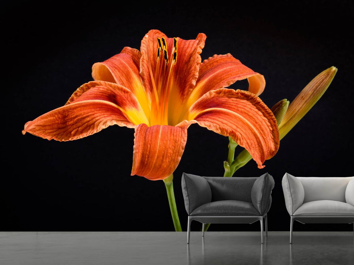 photo-wallpaper-a-lily-flower-in-orange