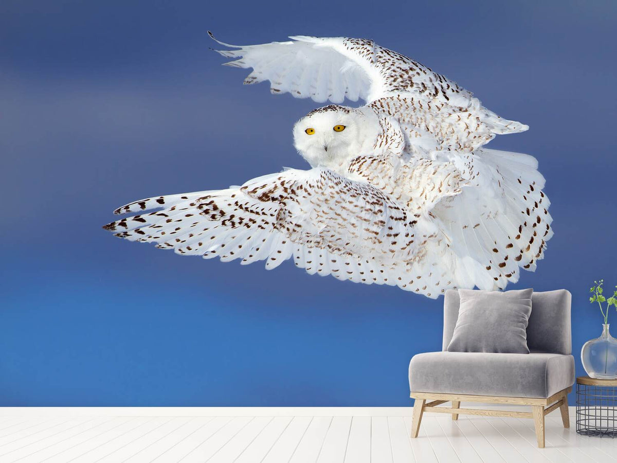 photo-wallpaper-flight-of-the-snowy-snowy-owl