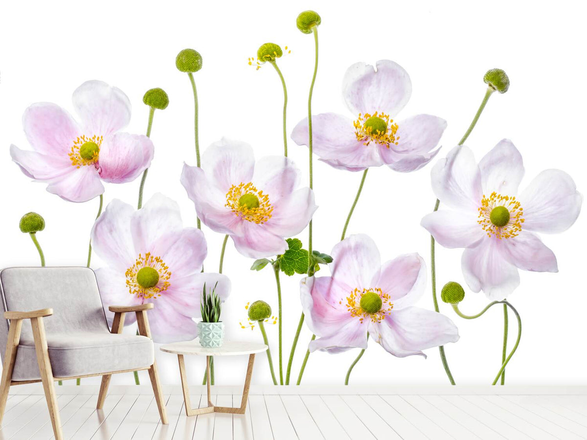 photo-wallpaper-japanese-anemones