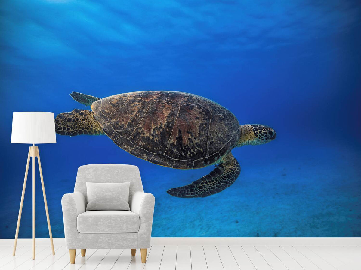 photo-wallpaper-green-turtle-in-the-blue