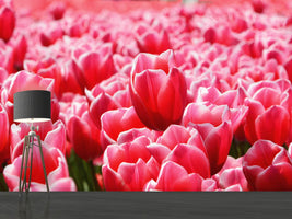 photo-wallpaper-happy-tulip-field