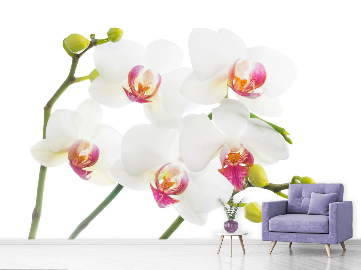 photo-wallpaper-orchids-love