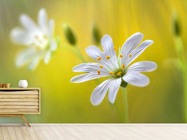 photo-wallpaper-stitchwort-ii