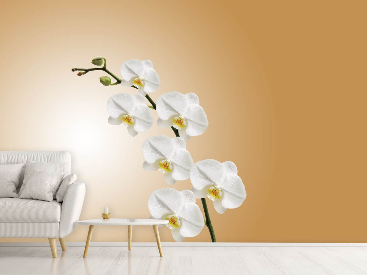 photo-wallpaper-white-orchids-xl