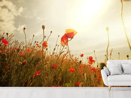 photo-wallpaper-the-poppy-field-at-sunrise