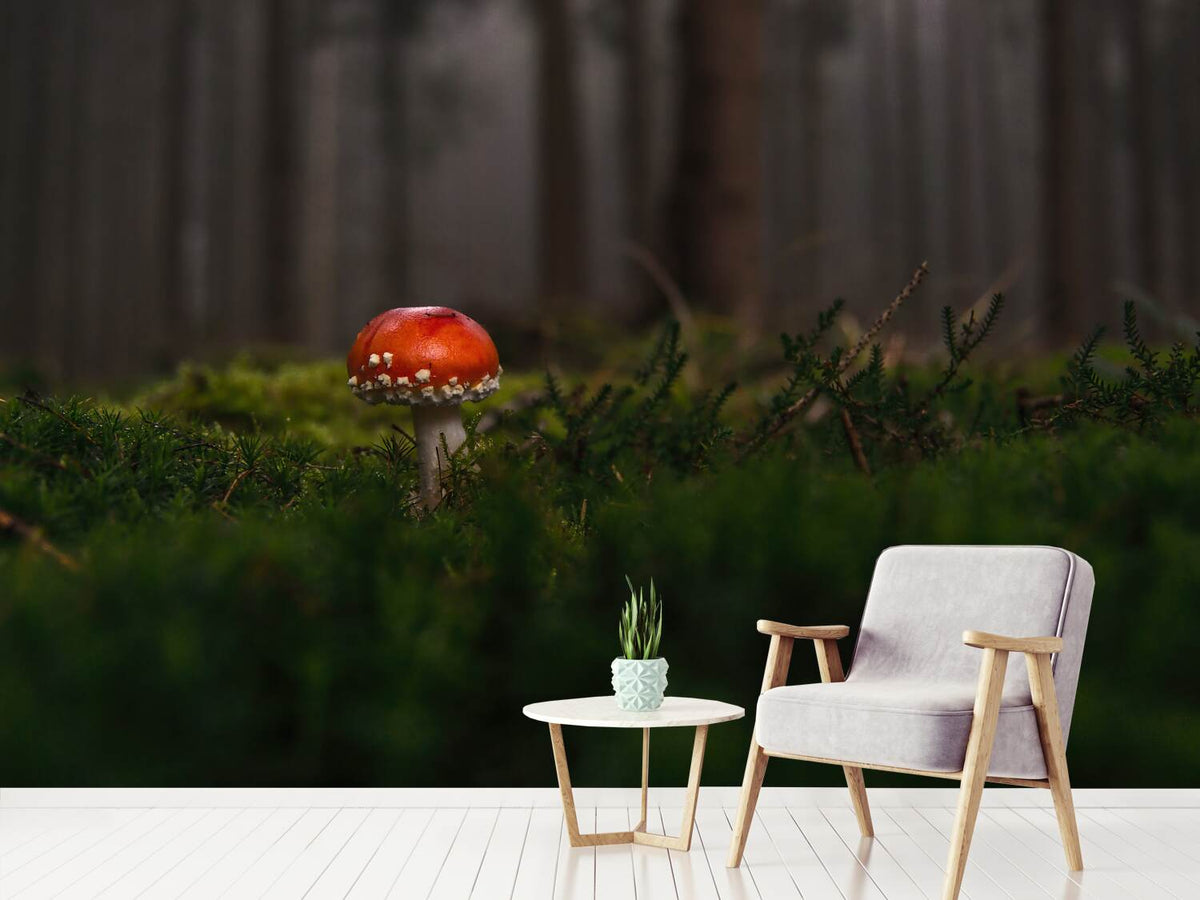 photo-wallpaper-a-mushroom-in-the-forest